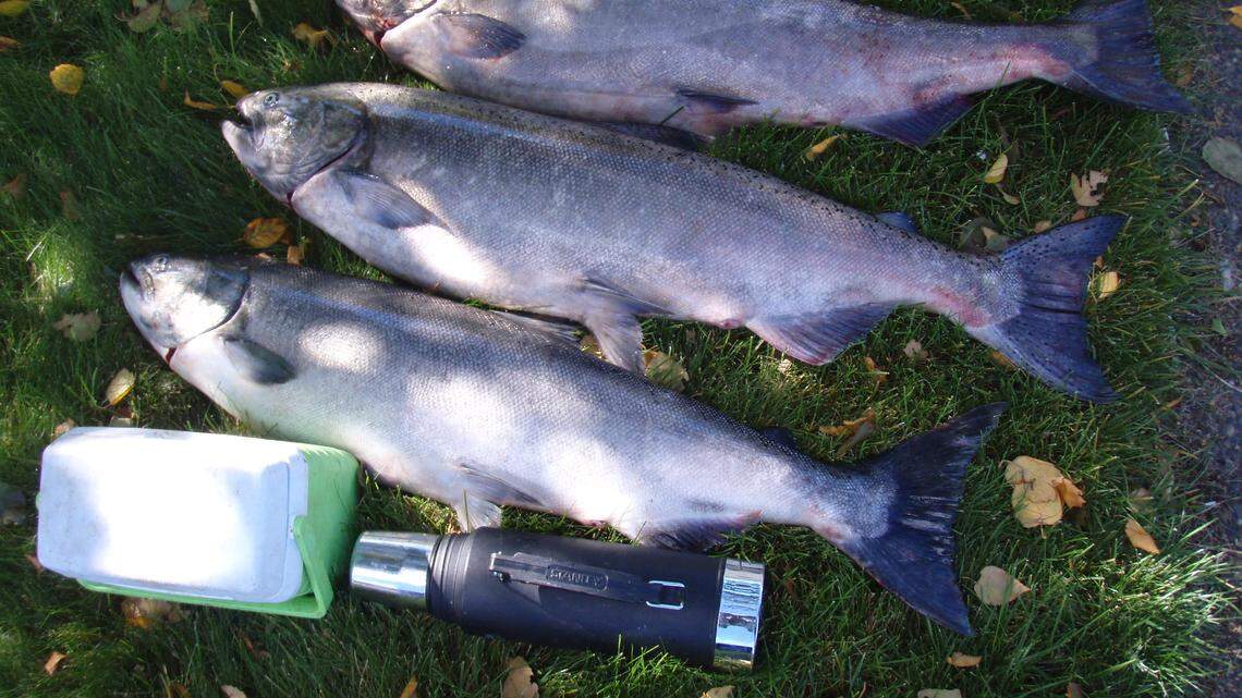 Outdoors | Late-September salmon fishing tales on the Columbia River