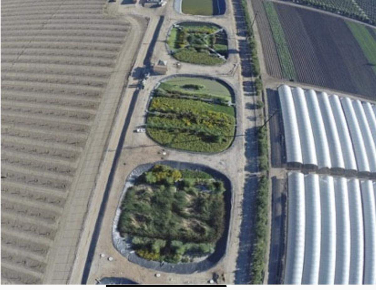 SolarSoil Farm would grow bamboo-like crops in double-lined lagoons that accept highly treated sewage sludge that is currently incinerated.