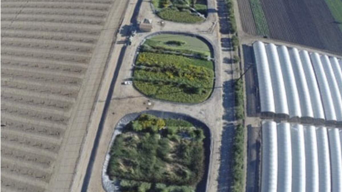 SolarSoil Farm would grow bamboo-like crops in double-lined lagoons that accept highly treated sewage sludge that is currently incinerated. A pair of Bellingham entrepreneurs want to establish the business on a cattle ranch on Mesa Kahlotus Road in Connell.