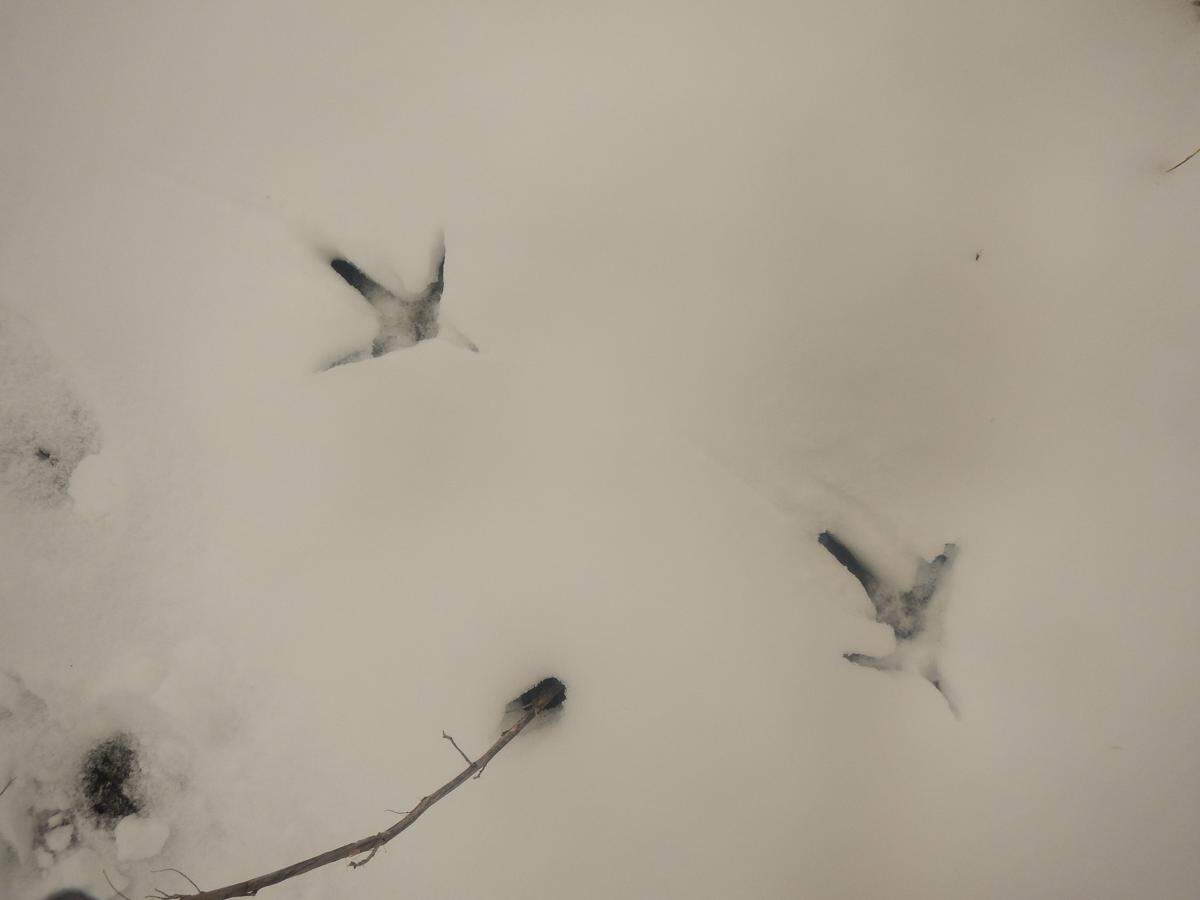 Another fisherman left tracks in the snow. In this case, a great blue heron.