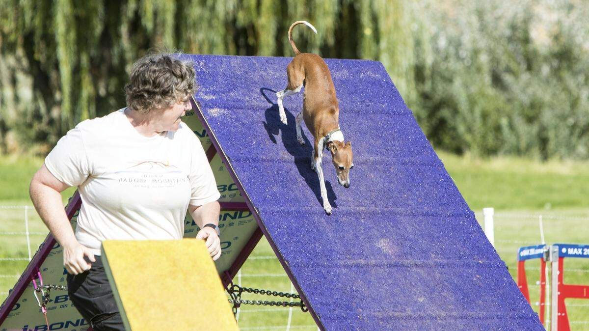 Richland dog trainer Torka Poet runs with Teaghan at a dog competition. The Italian greyhound is the top dog for Poet, who is a regular at Mid-Columbia competitions.