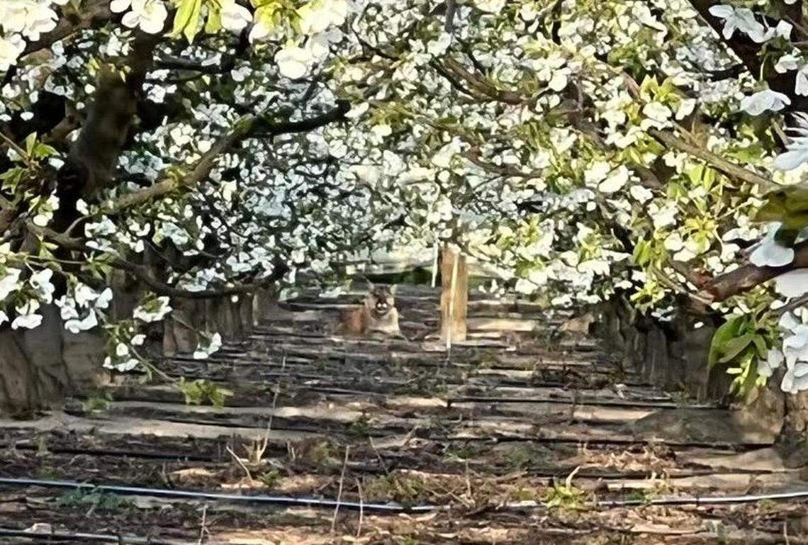 A cougar was spotted in an orchard on Game Farm Road the morning of March 30, 2022. Benton County deputies shot and killed it because of public safety concerns.