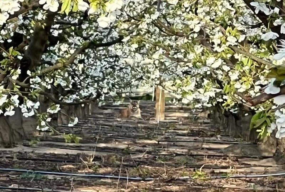 A cougar was spotted in an orchard on Game Farm Road the morning of March 30, 2022. Benton County deputies shot and killed it because of public safety concerns.