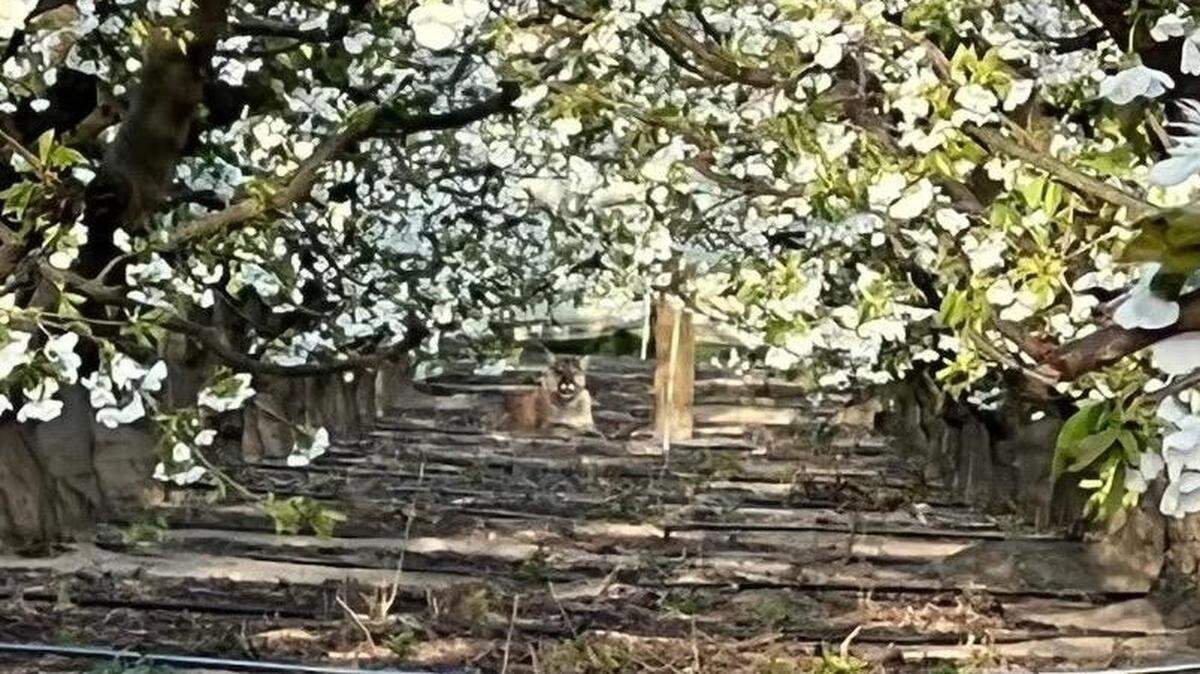 A cougar was spotted in an orchard on Game Farm Road Wednesday morning. Benton County deputies shot and killed it after being concerned about public safety.