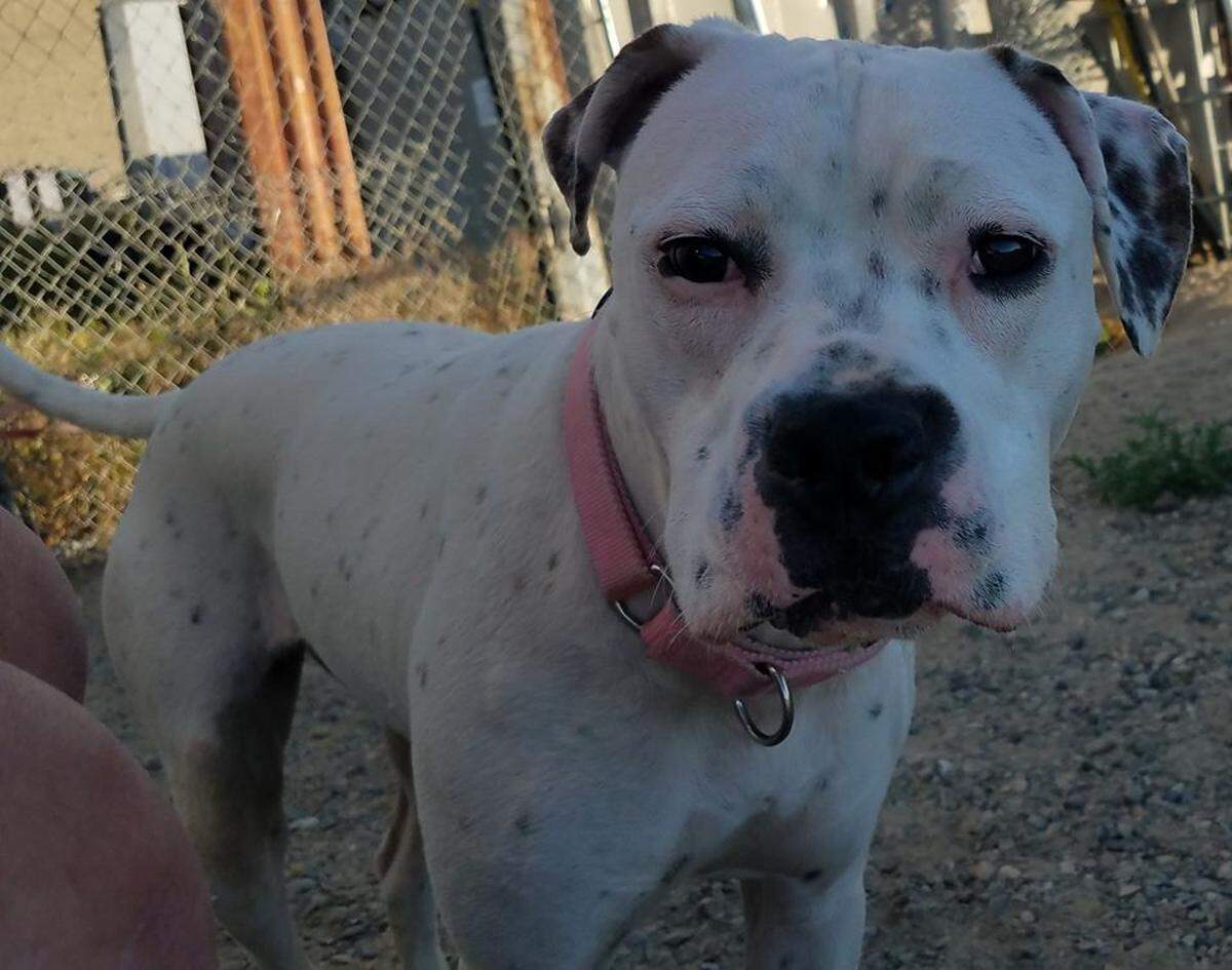 Gracie escaped her new yard in West Richland and ran for miles before police used their “bait dog” to distract her.