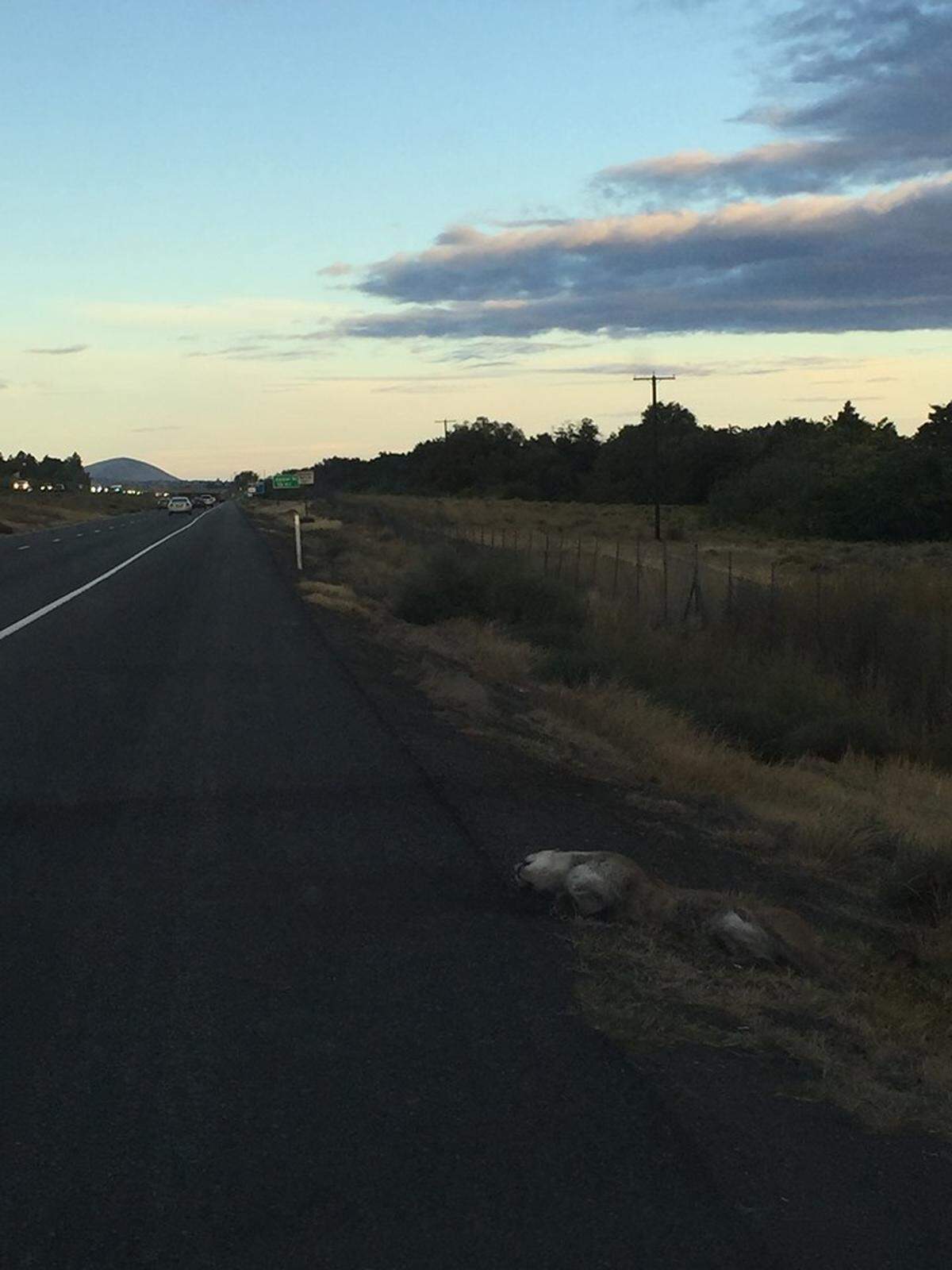 Kirk Nebeker, a Kennewick police detective, was on his way to work early Monday when he noticed a dead cougar on the shoulder of Highway 240, between the Columbia Park golf course and Edison Street.