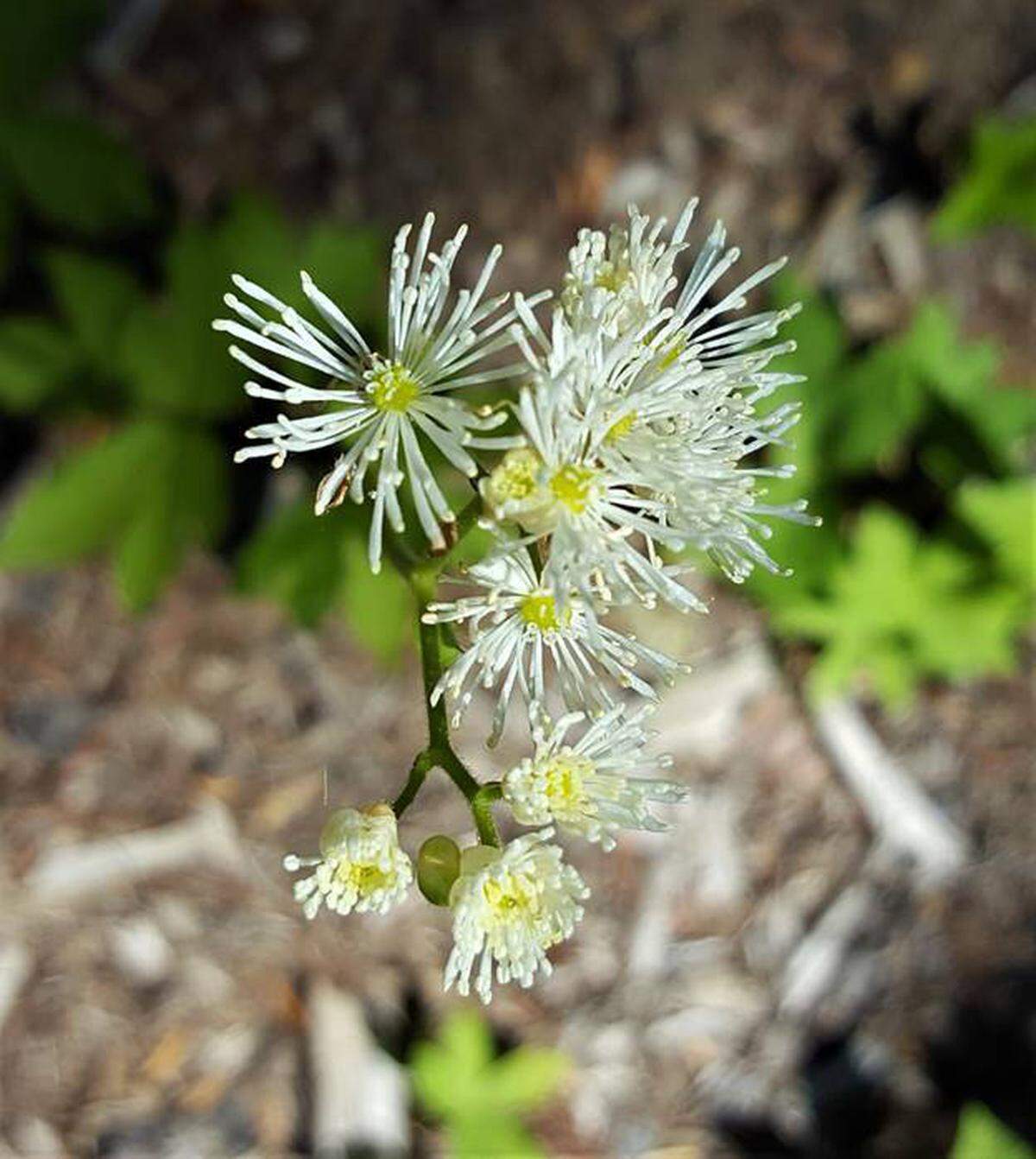 Beautiful white flowers along the Bumping Lake Trail.