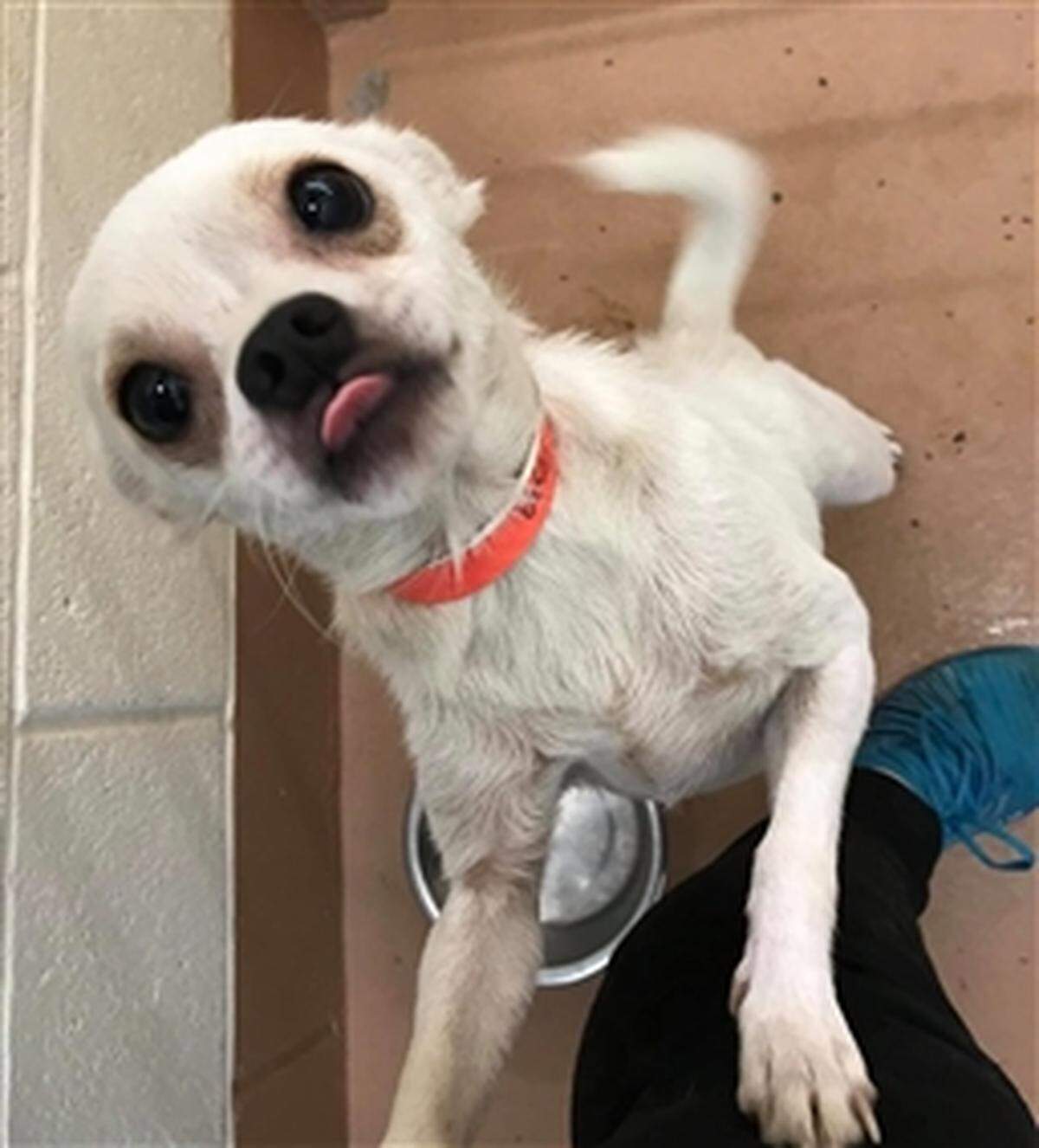 Ball is one of the 20 small dogs and 6 cats the Benton Franklin Humane Society seized from a single owner in the Tri-Cities area Aug. 21. Most of the dogs will be up for adoption Saturday, while the cats remain under evaluation.