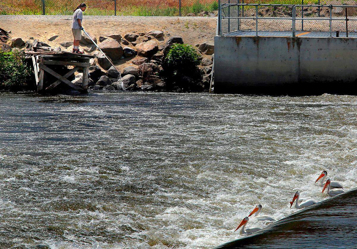 A tribal fisherman is joined by a group of pelicans, in June, 2022, while using a long handled dip net trying to catch salmon from a wooden platform just below the Wanawish Dam on the Yakima River between Richland and Benton City.