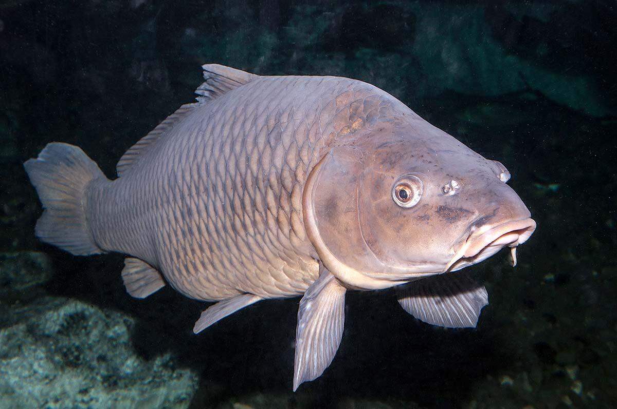 Carp are being poisoned in the ponds near the McNary National Wildlife Refuge headquarters in Burbank to make more food available to waterfowl.