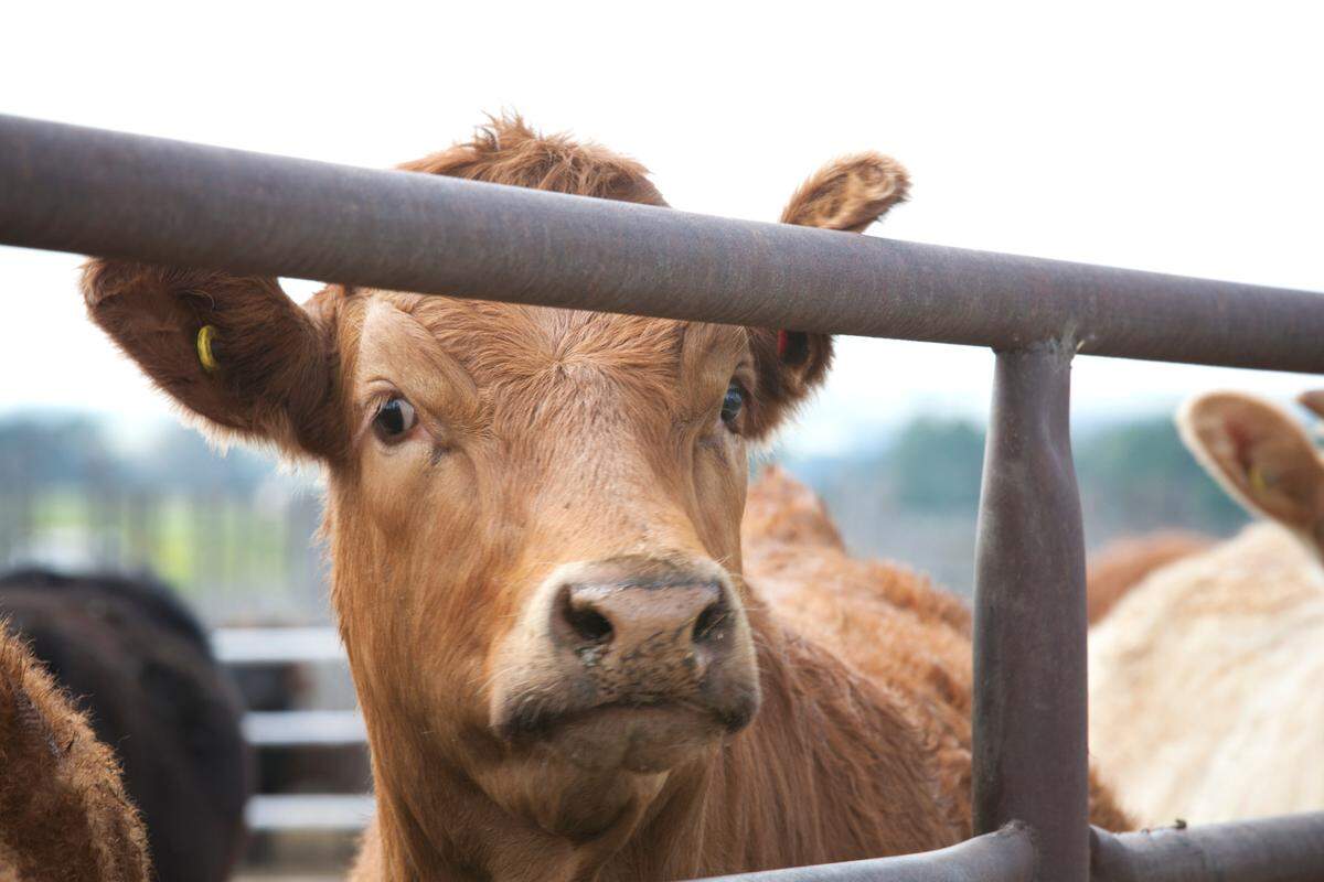 While avian flu can spread from wild birds to domestic poultry and other animals, it can also infect humans in rare cases.