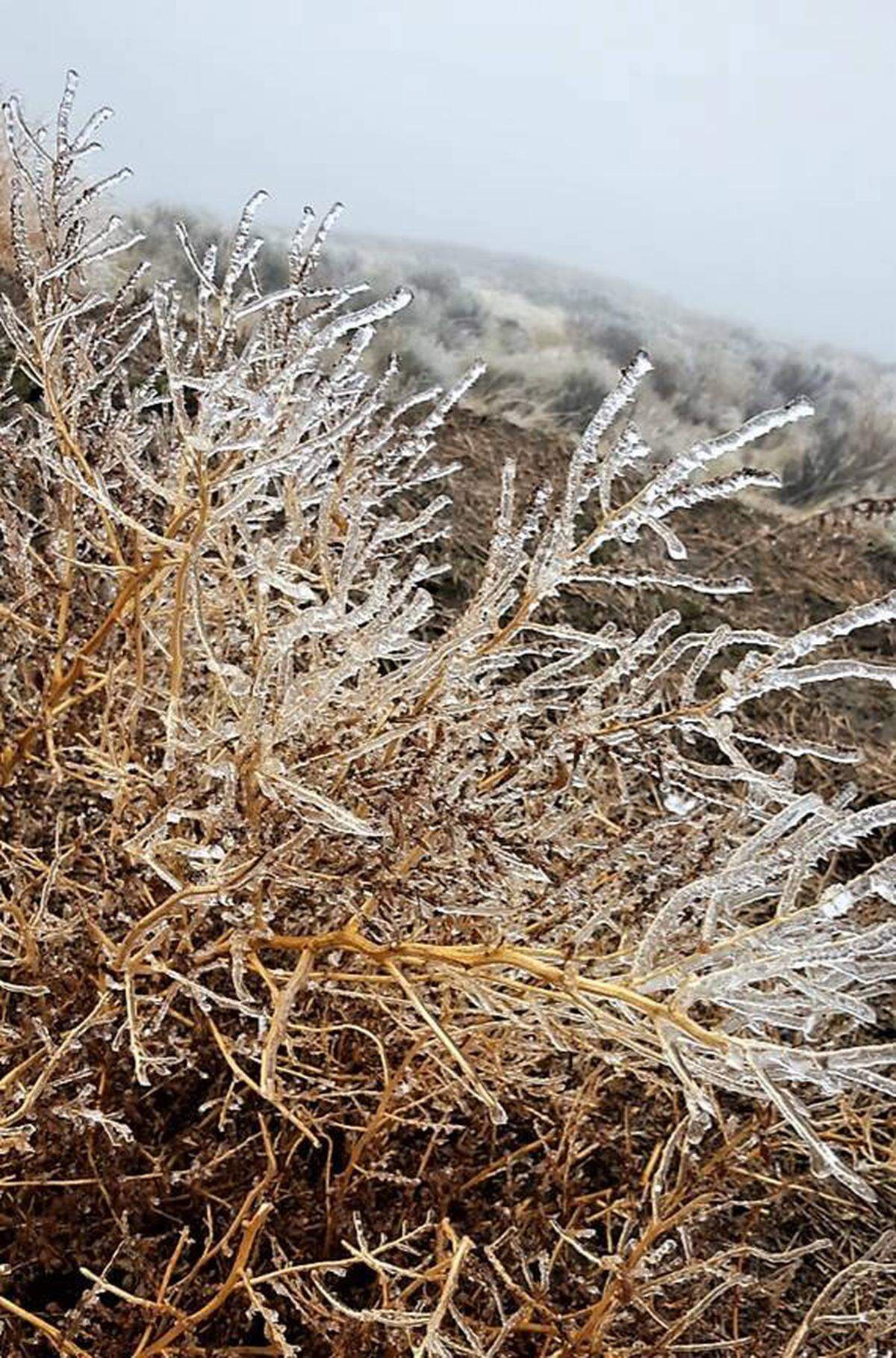 Icy brush on Badger Mountain.