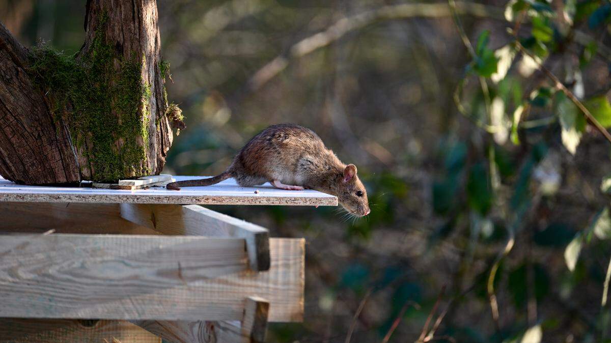 A wild rat sits on a composter in a garden.