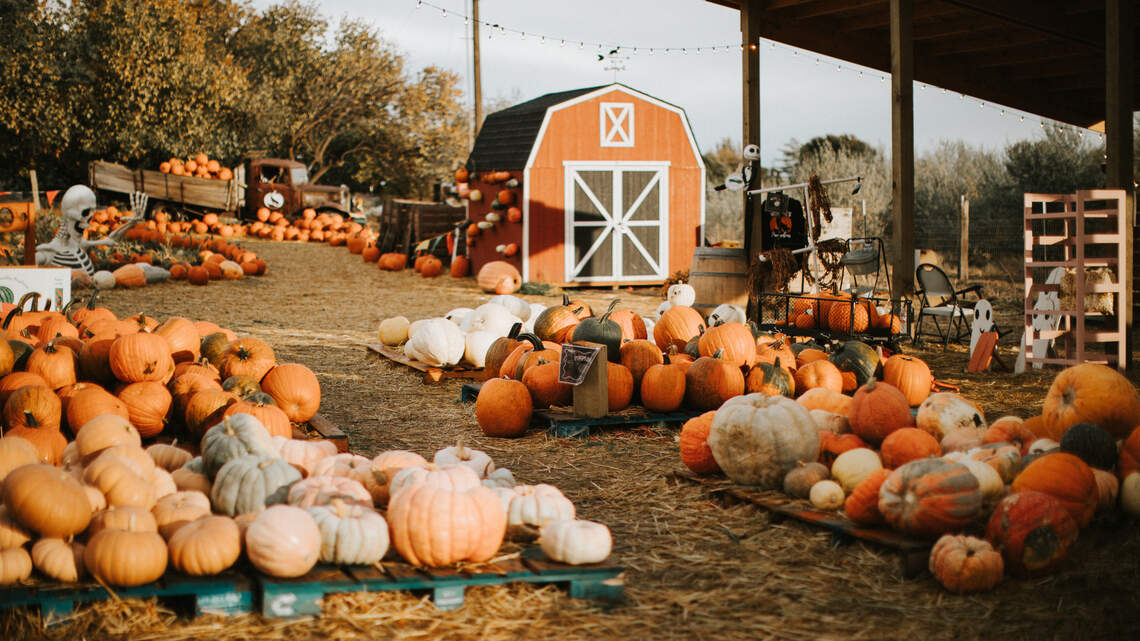 Get into the spirit of fall with help from this Benton City pumpkin patch