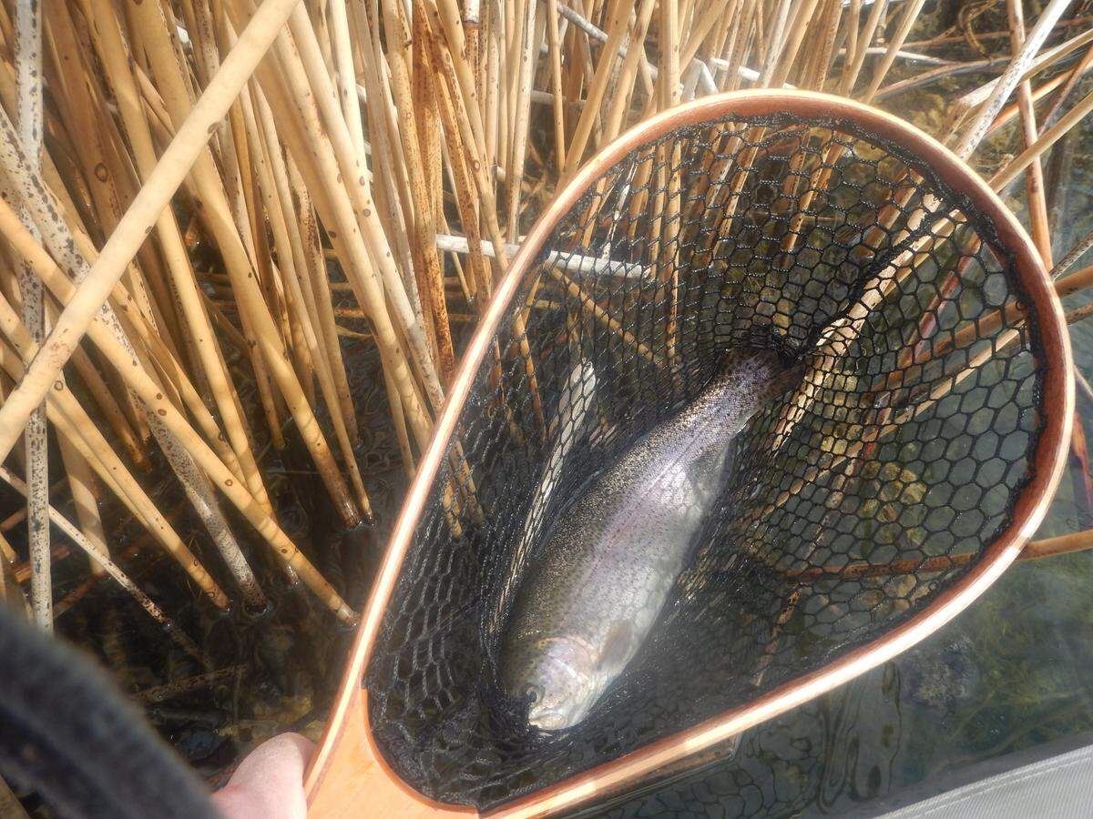 Holdover rainbow trout grow quickly to a large size in productive desert lakes.