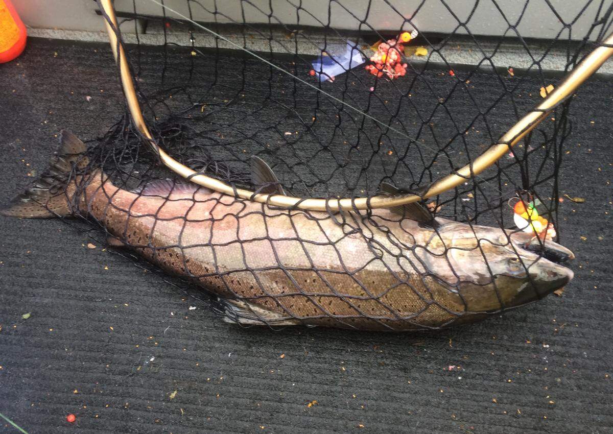 An upriver bright fall Chinook salmon, so called because they retain their silvery color and orange flesh long after entry into fresh water, succumbed to a Spin-n-Glo and egg rig.