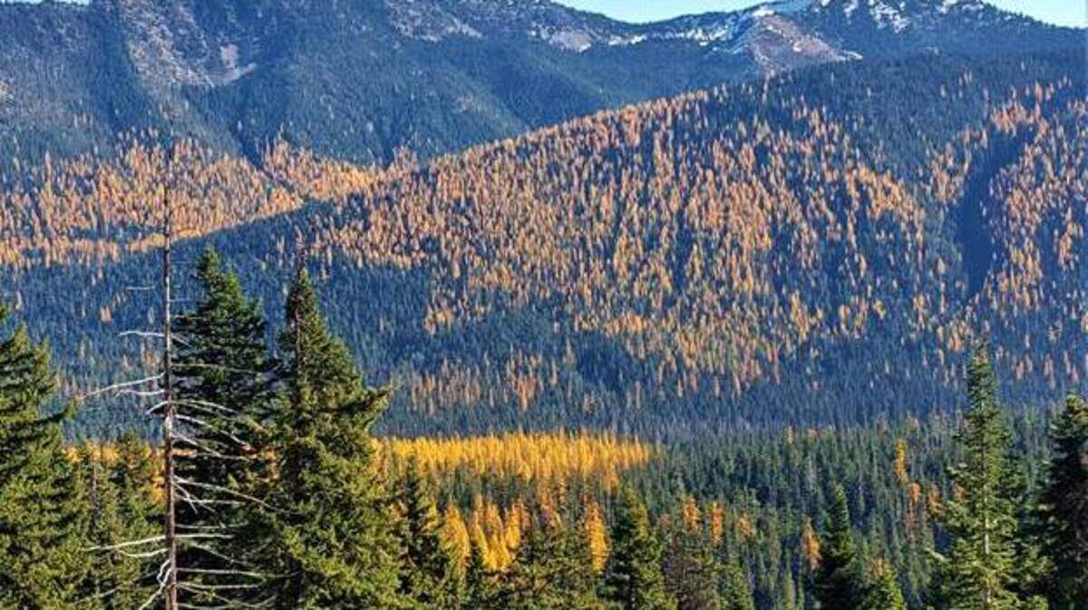 Larch in the fall along the hillsides on Highway 410 west of Yakima.
