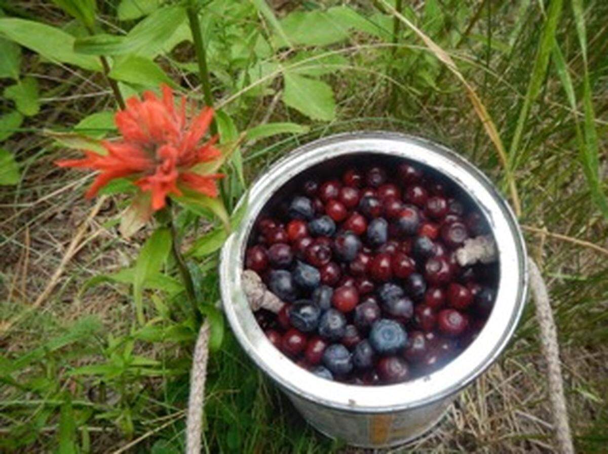 A full pail of huckleberries picked while Indian Paintbrush blooms in early August.
