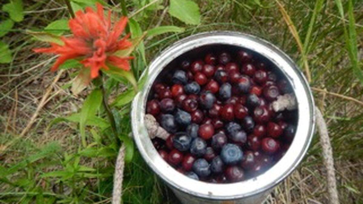 A full pail of huckleberries picked while Indian Paintbrush blooms in early August.