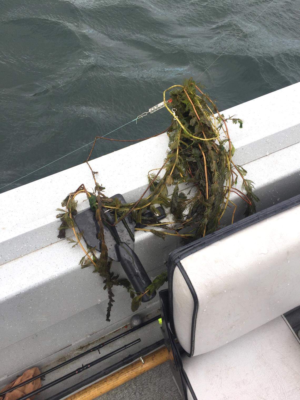 Fragments of Eurasian milfoil and curled-leaf pondweed that originate from upstream reservoirs tangle fishing gear.
