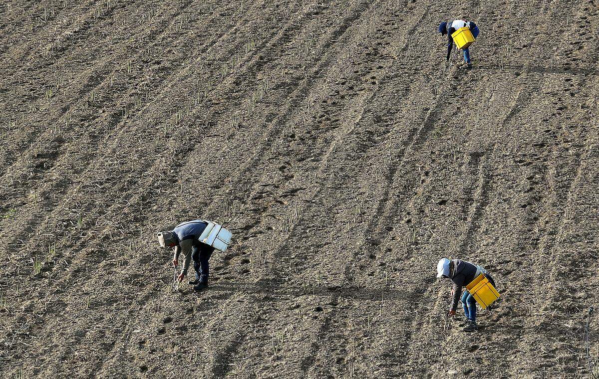 Farm workers harvest asparagus in the early morning at Schreiber Farms.
