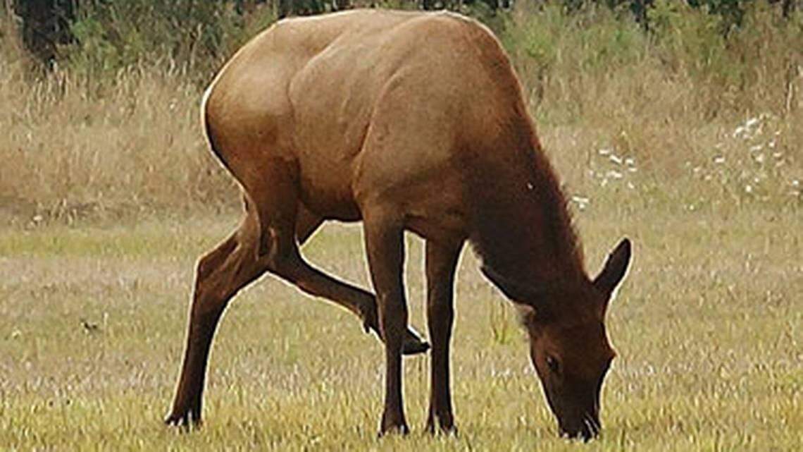 Elk hoof disease deforms hooves and may make elk walk with a limp. It is highly infectious.