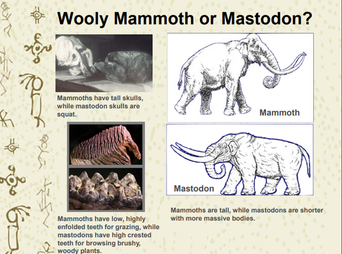 This slide from a presentation to the Grant PUD illustrates some of the differences between mammoths and mastodons.