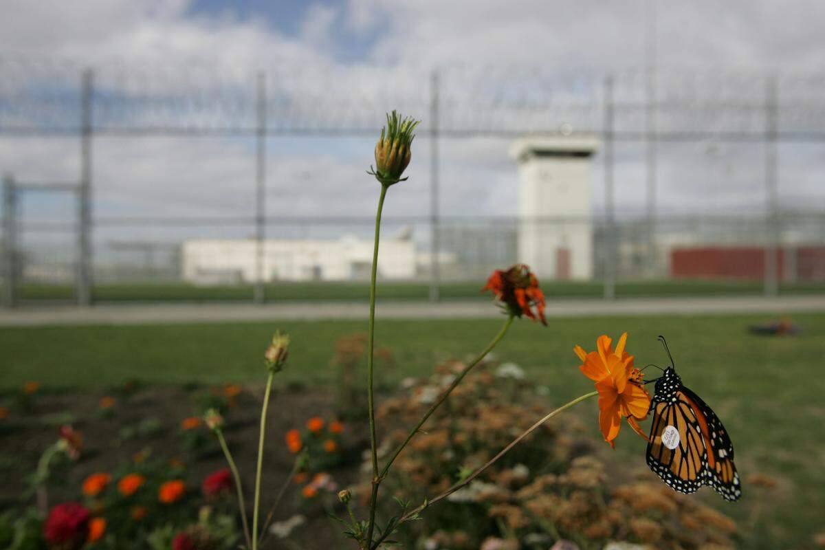 A monarch butterfly raised at the Washington State Penitentiary stops at a flower on the Walla Walla penitentiary grounds shortly after its release.