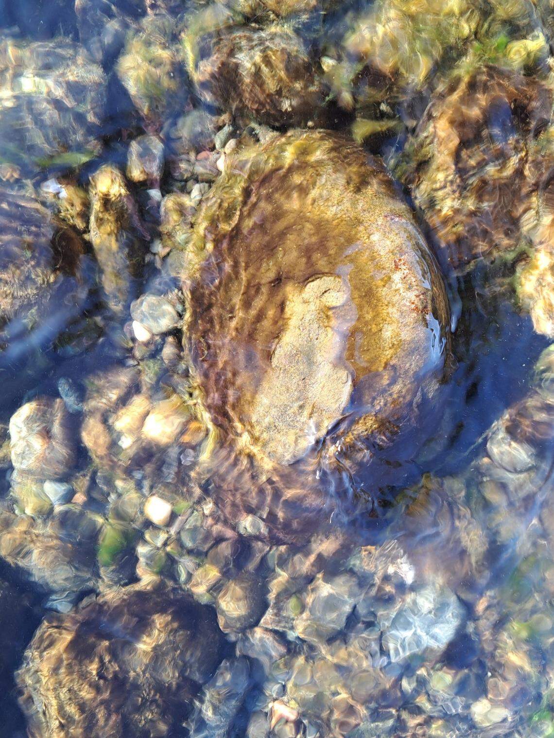 Algae, which may be toxic, typically grows on rocks and other surfaces along the Columbia River shoreline or may be seen as clumps in the water. It may be green, brown or reddish in color.