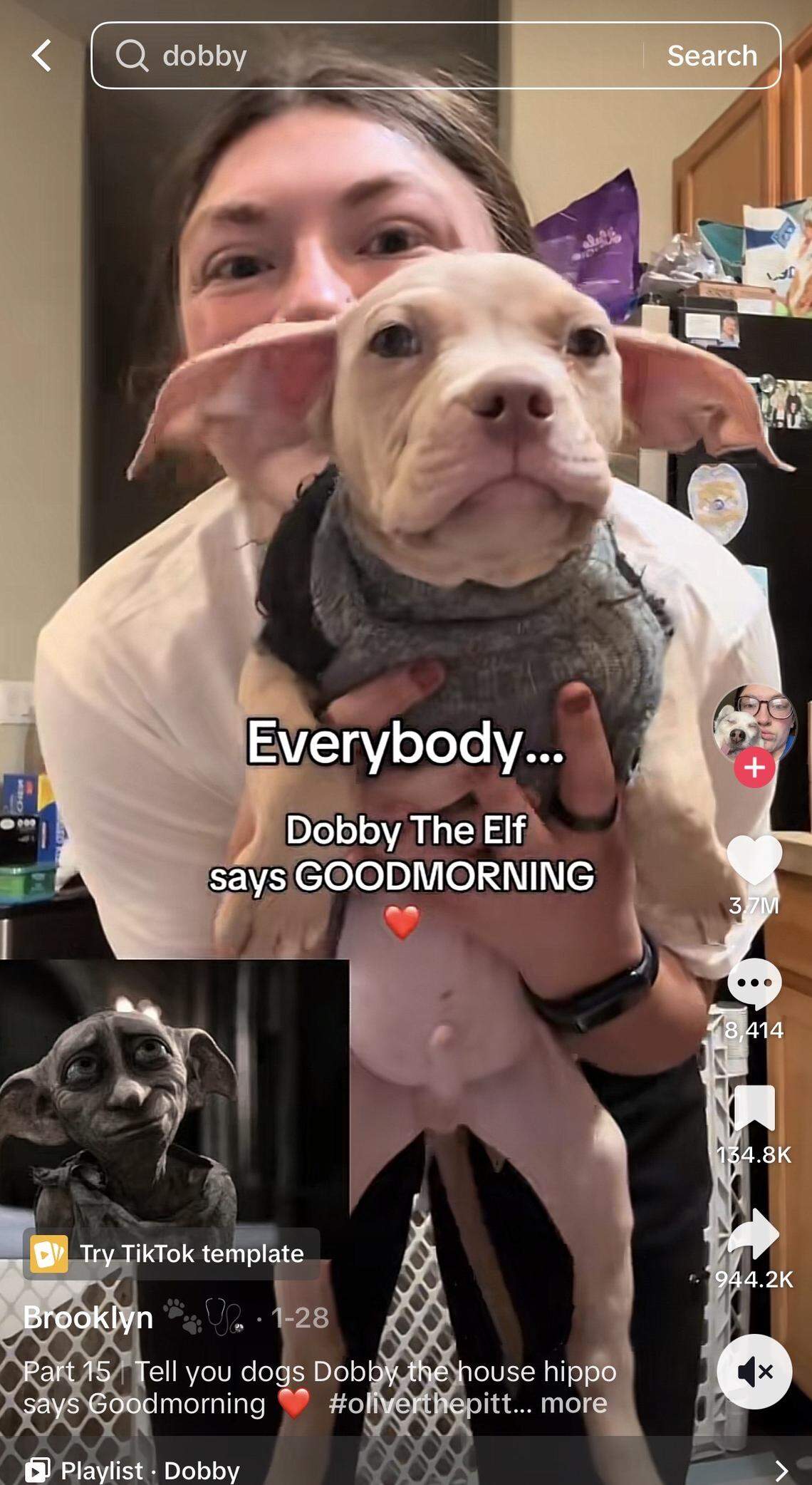 A Tri-Cities foster pup has garnered more than 40 million views across videos on TikTok and Instagram for his resemblance to Dobby from Harry Potter.