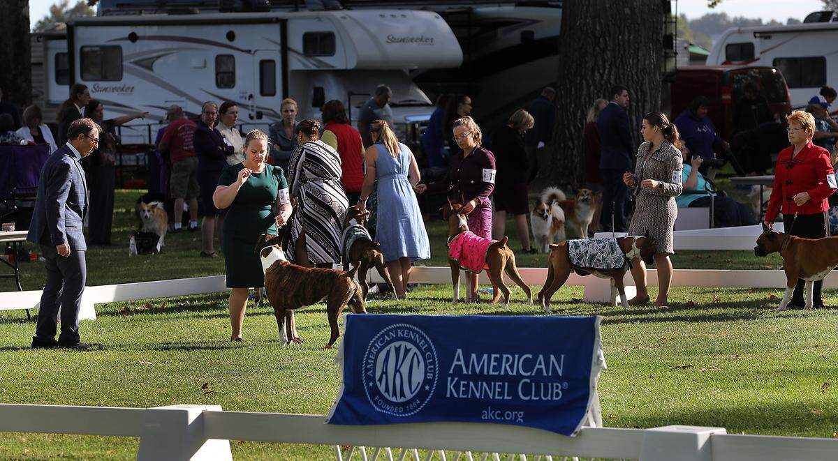 Amanda Bauer has the attention of her Boxer named Lou and show judge Bruce Schwartz Friday morning at the 2024 Tri-City Cluster dog shows in Columbia Park in Kennewick. Bauer and Lou were awarded two best of breeds ribbons by Schwartz. The annual event is put on by the Walla Walla and Richland Kennel Clubs.