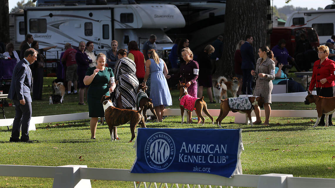 Thousands of dogs head to Tri-Cities for packed weekend of 4 dog shows, events