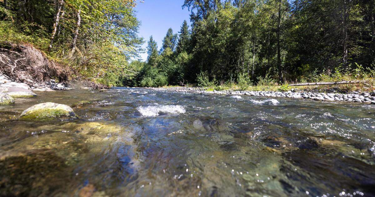 A man caught fishing in the Dungeness River in Washington when it was closed to all fishing to protect spawning chinook salmon has been sentenced to jail.