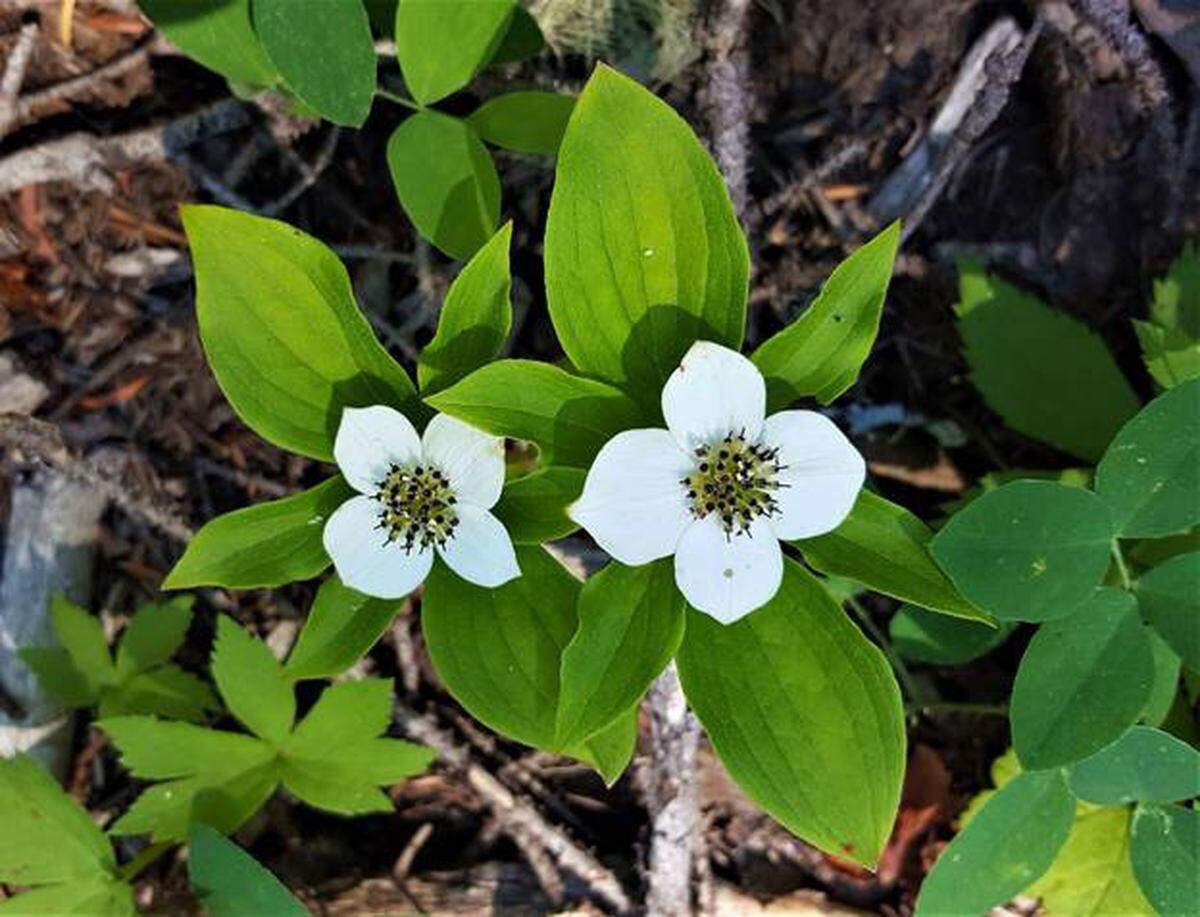 Bunchberry along the Bumping Lake Trail.