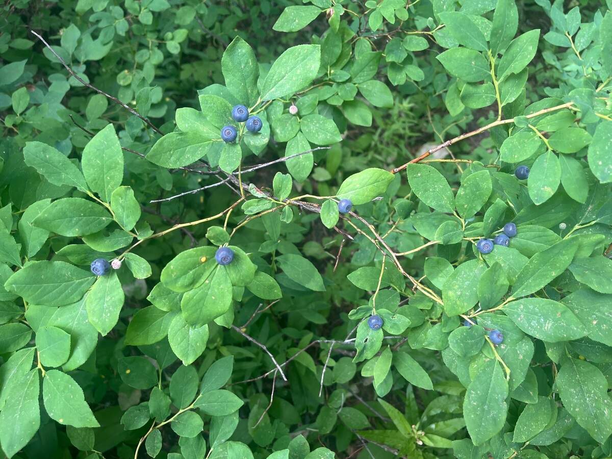 Both “red” and “blue” (shown here) varieties of huckleberries can be found in the Blue Mountains.