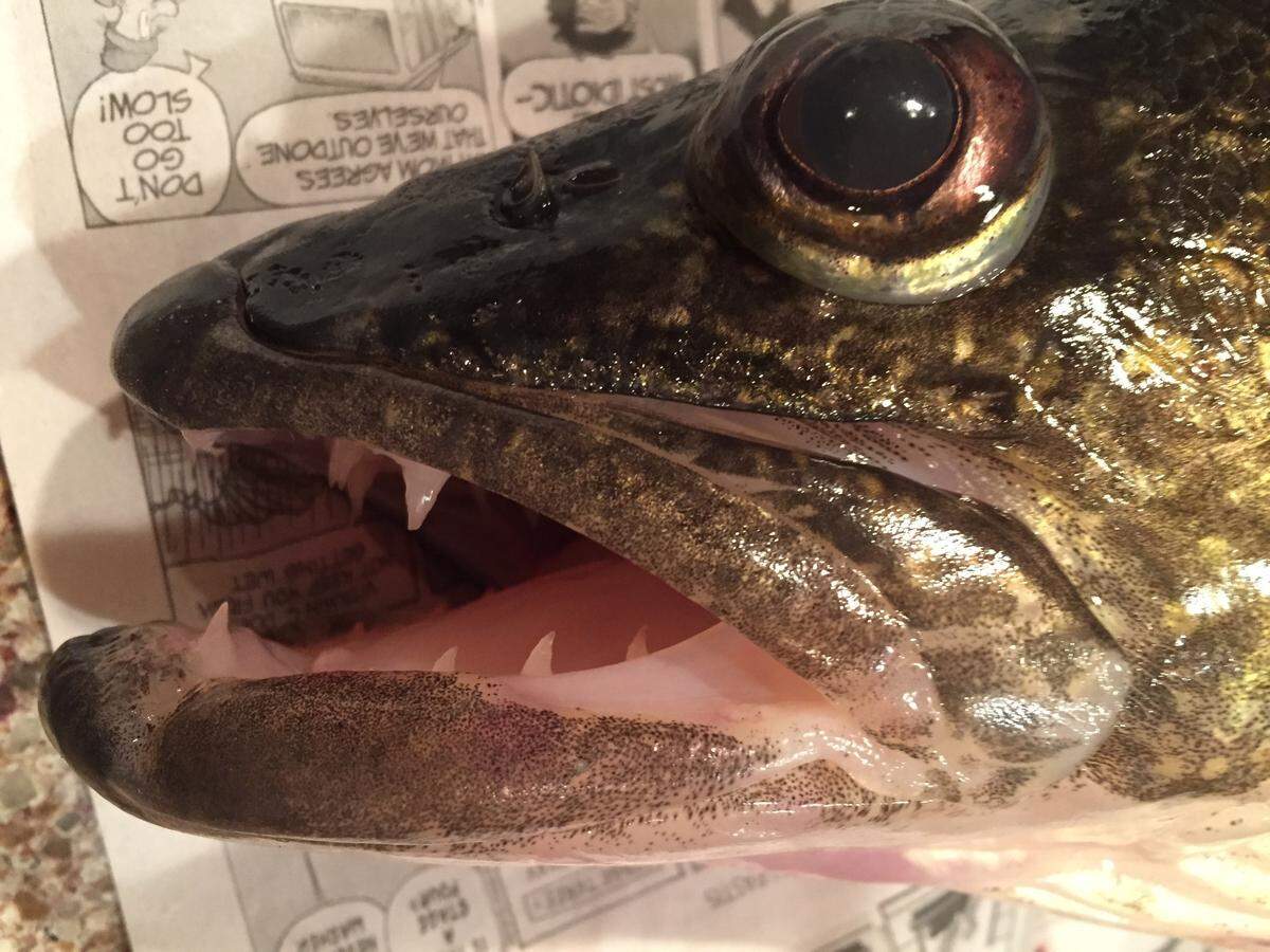 Walleye have large eyes with light-reflective lenses that aid in night vision and sharp teeth for grasping prey.