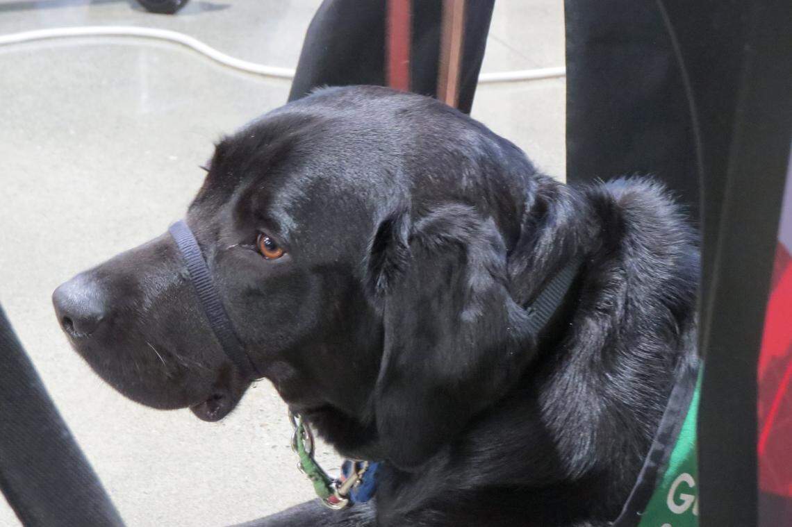Chili, a guide dog in training, starts the final portion of his training this weekend. Kennewick High student Carson Williams spent the past year and a half raising him.