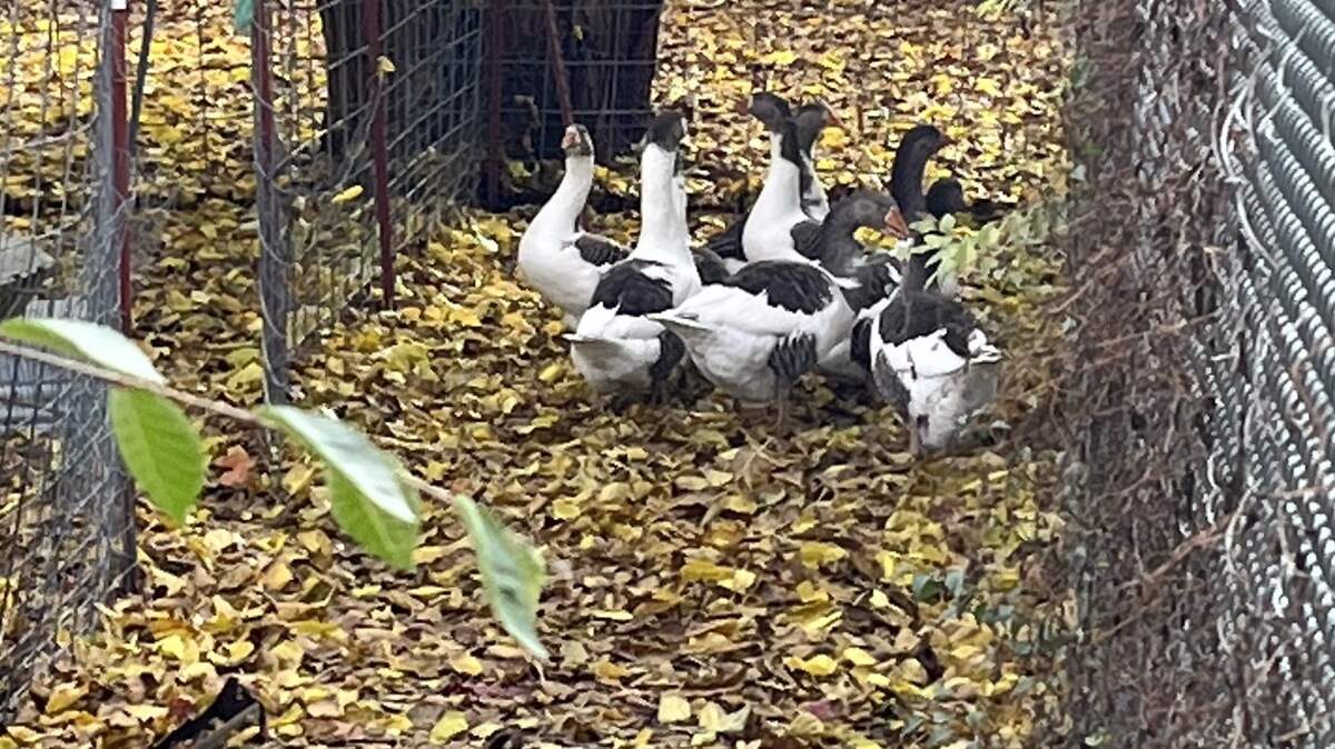 A gaggle of Saddleback Pomeranian geese stir nervously in the fenced backyard.