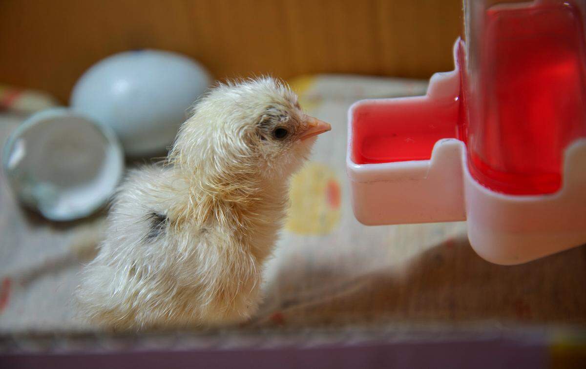 Baby chicken after just hatching in a  backyard farm.