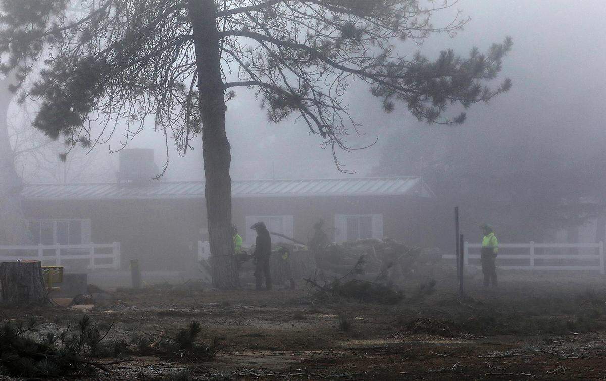 Top Tree Service employees work on cutting down a pine tree just inside the main entrance near the fair office at the Benton County Fairgrounds in Kennewick.