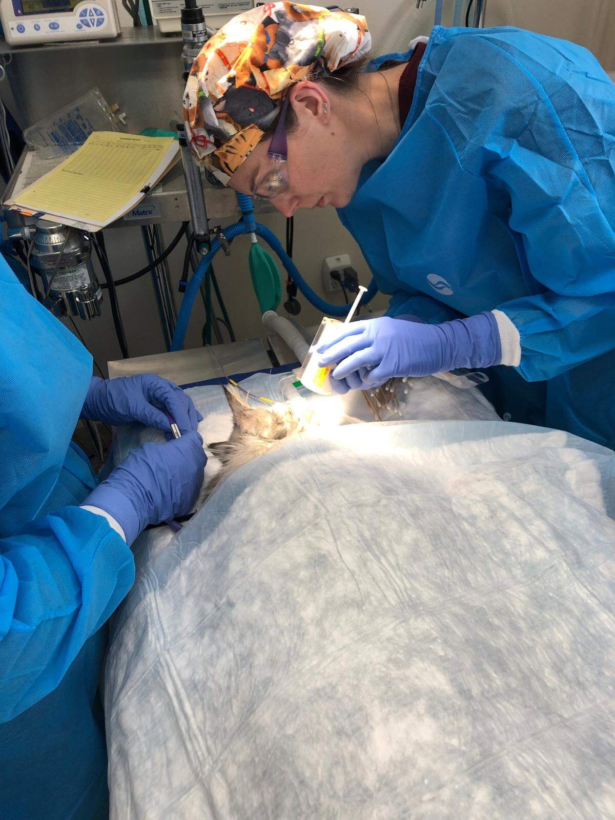 Veterinarian Michelle Meyer injects IsoPet into Drake at the Vista Veterinary Hospital in Kennewick.
