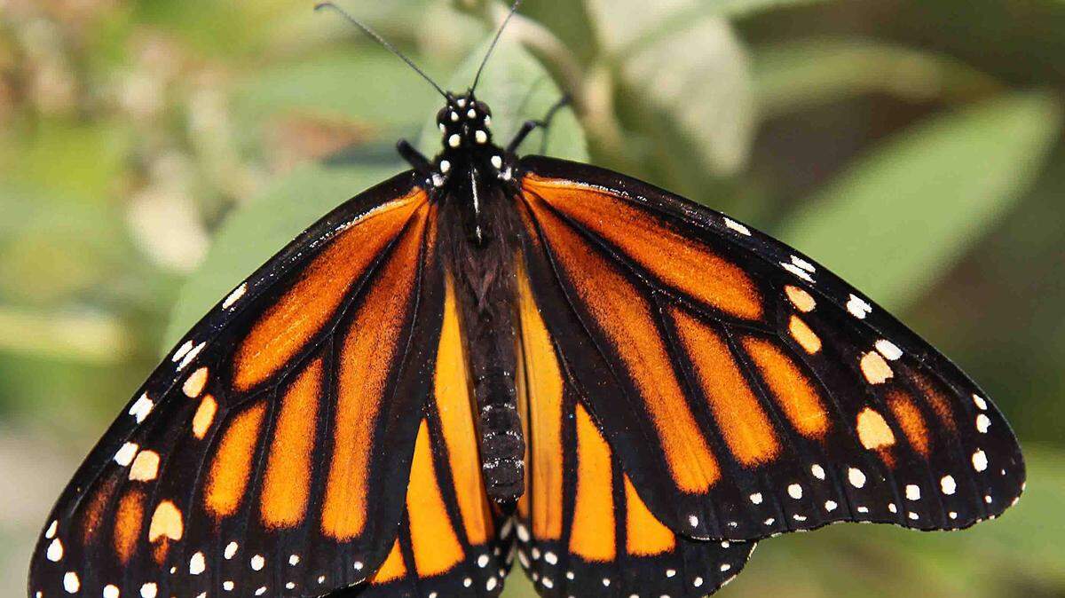 Learn about the West's dwindling population of monarch butterflies and what can be done about it Saturday at the Umatilla National Wildlife Refuge.