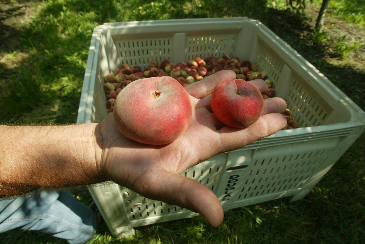 The apple is king tree fruit in Washington but this state’s peaches are delicious. U.S. Department of Agriculture estimates Washington state will produce 13,450 tons of peaches this year, up from last year and good for seventh place nationally.
