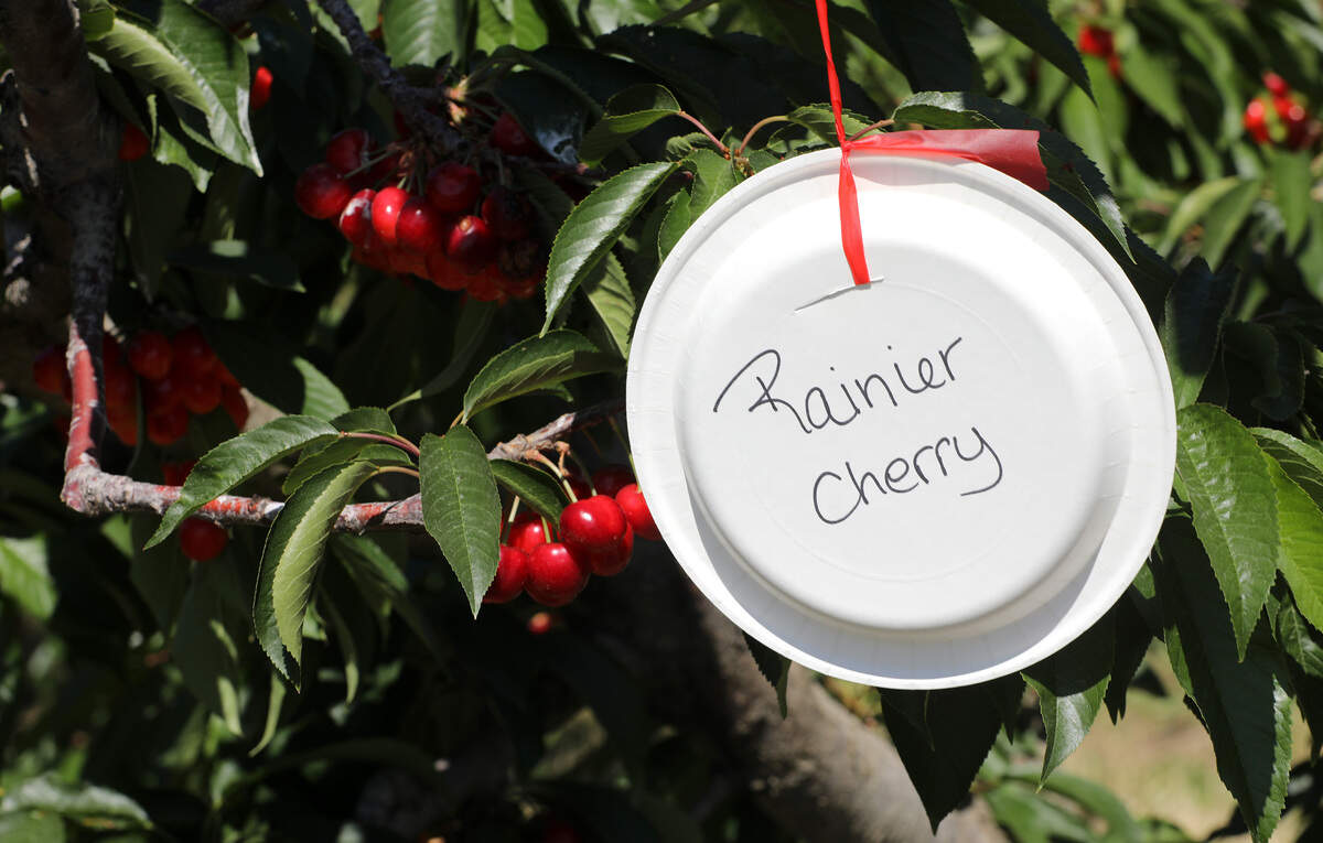 A paper plate sign hangs for a Rainier cherry tree at  the u-pick Ray French Orchard at 921 Harvest Lane PR NE off Kennedy Road in Richland.