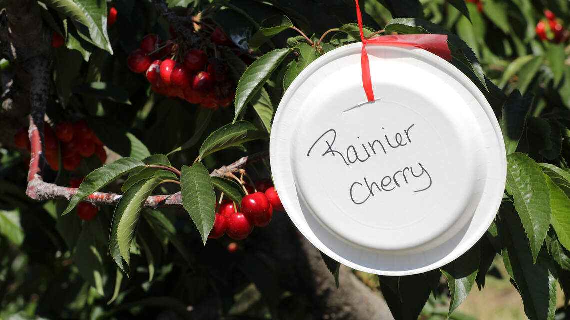 Pick them while you can. Richland orchard in one of its final seasons