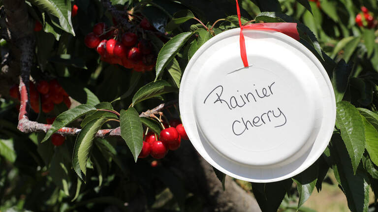 Pick them while you can. Richland orchard in one of its final seasons