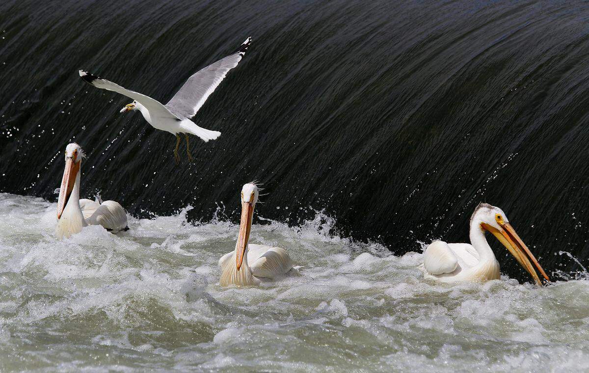 A gull, with a fish in its beak, flies over a group of pelicans looking for fish to feast on at Wananish Dam on the Yakima River outside of Richland.