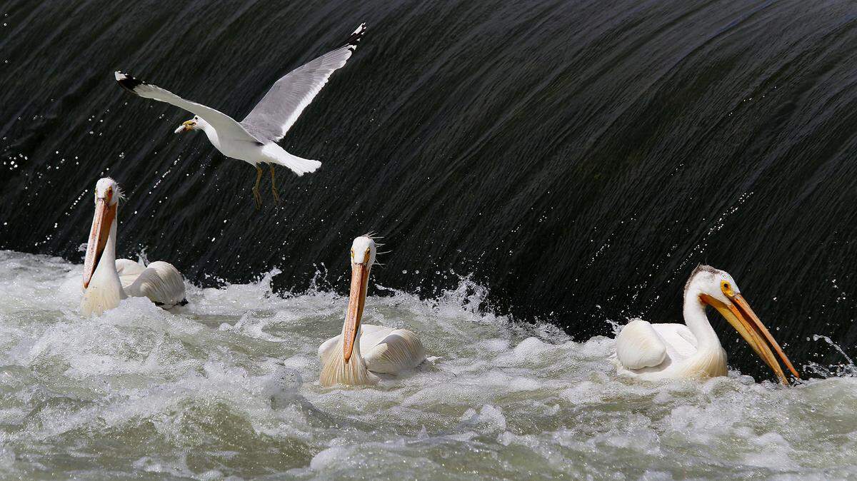 A gull, with a fish in its beak, flies over a group of pelicans looking for fish to feast on at Wananish Dam on the Yakima River outside of Richland.