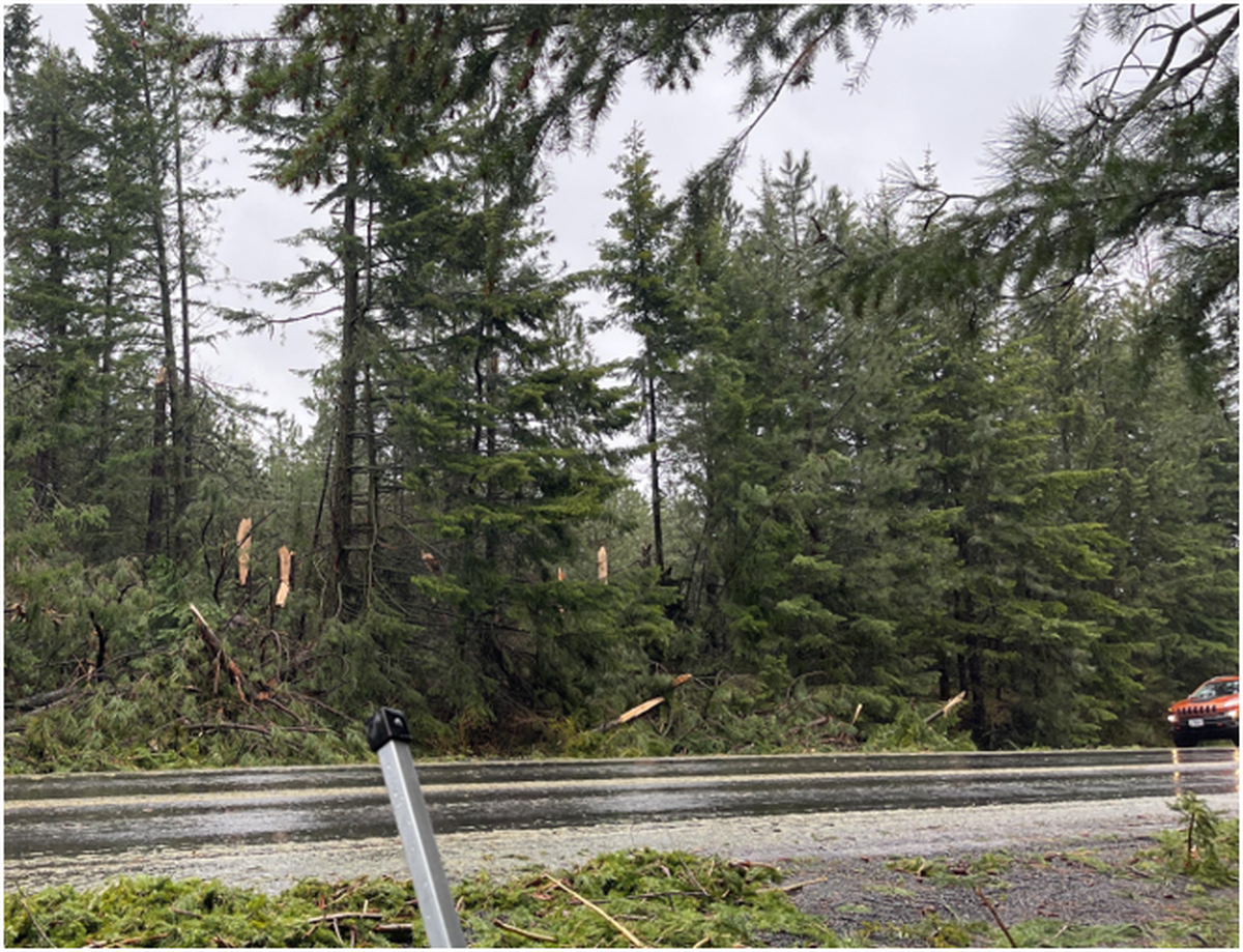 Tornadoes snapped large tree branches in the Blue Mountains on Friday.