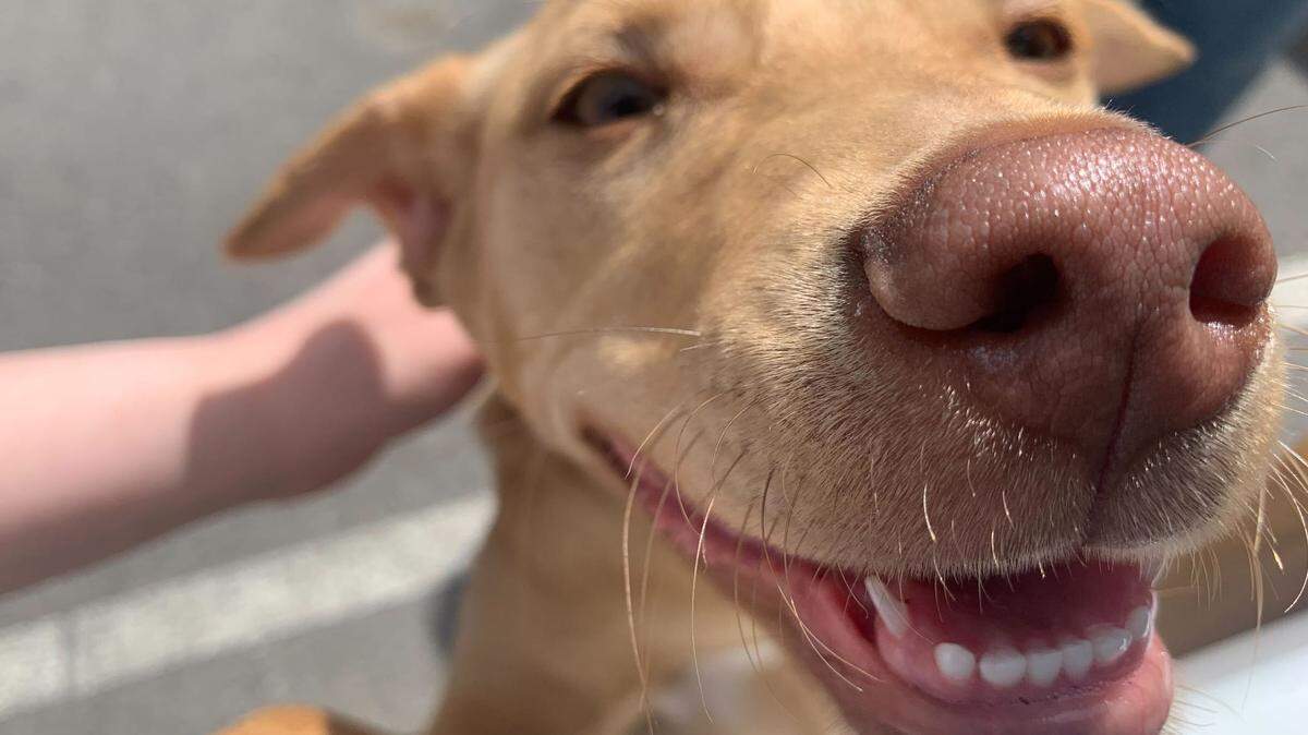 This catahoula named Lentejas belongs to the roommate of reporter Karlee Van De Venter. He was around five months old in this May 2023 photo.